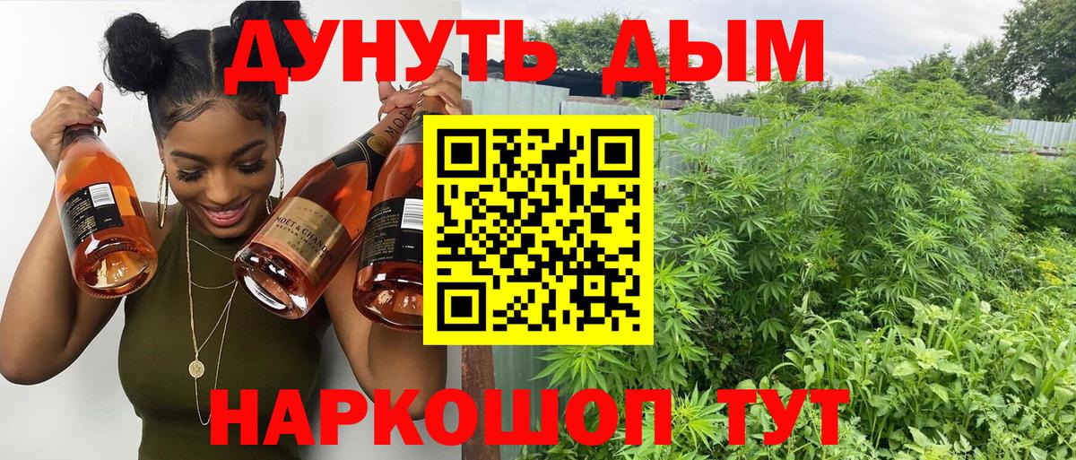 Конопля сатива Торжок